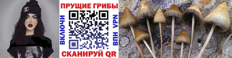 наркотики  Будённовск  Галлюциногенные грибы Magic Shrooms 